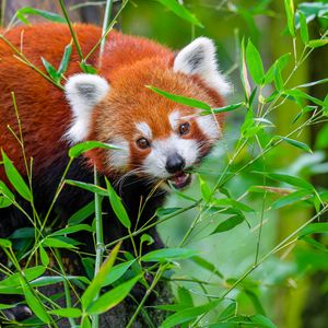 Preview wallpaper red panda, animal, wild, leaves, wildlife