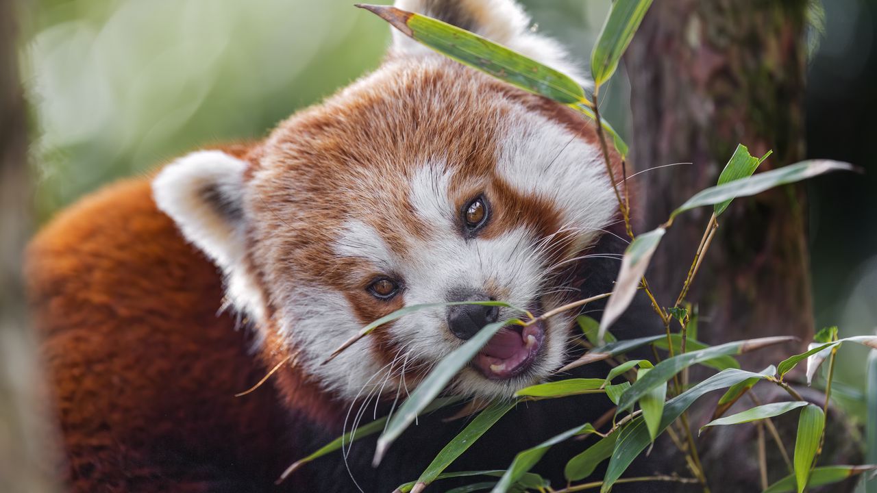 Wallpaper red panda, animal, wild, leaves