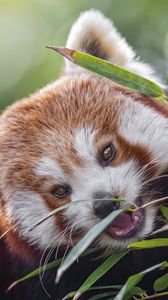 Preview wallpaper red panda, animal, wild, leaves