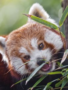 Preview wallpaper red panda, animal, wild, leaves