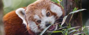 Preview wallpaper red panda, animal, wild, leaves