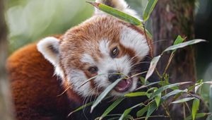 Preview wallpaper red panda, animal, wild, leaves