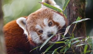 Preview wallpaper red panda, animal, wild, leaves