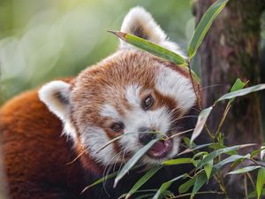 Preview wallpaper red panda, animal, wild, leaves