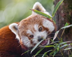 Preview wallpaper red panda, animal, wild, leaves