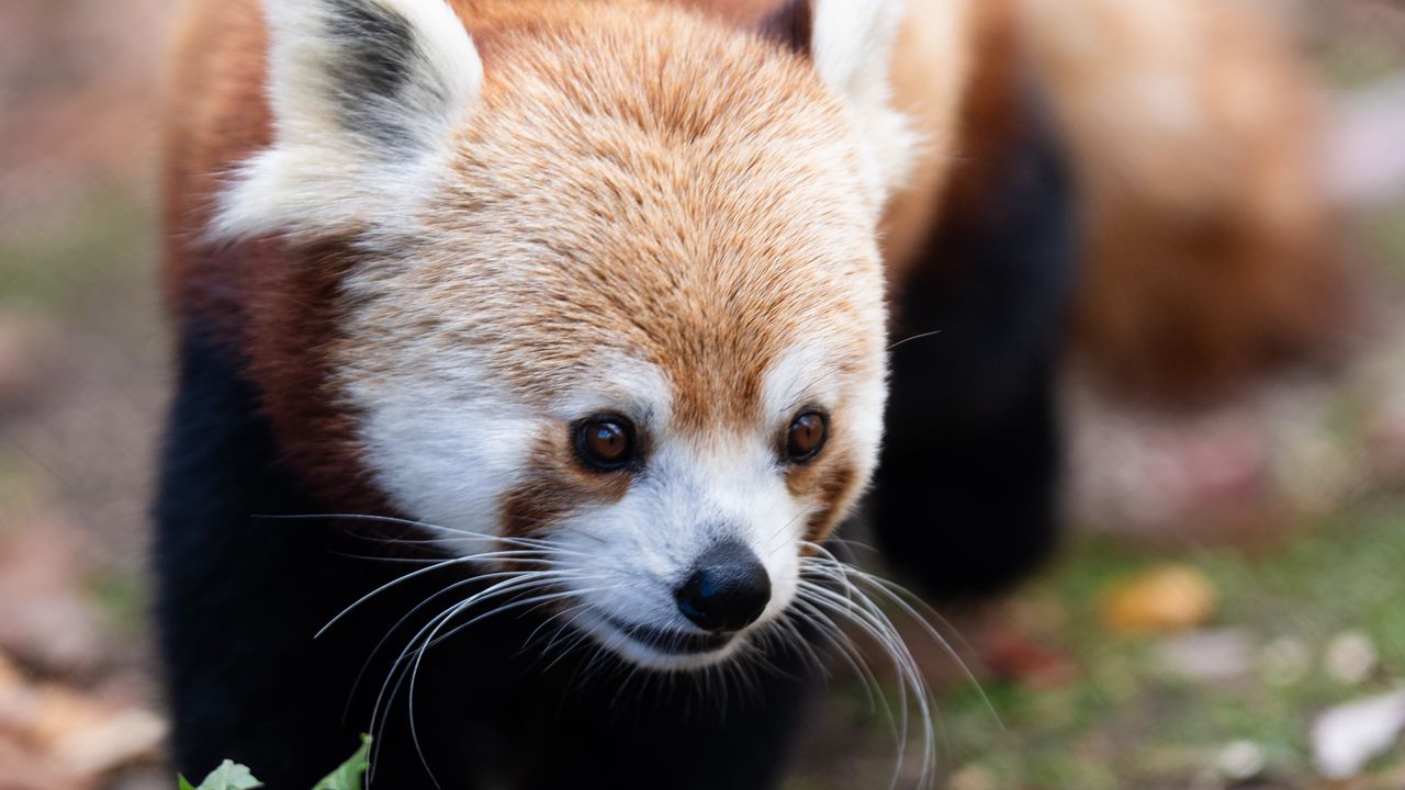 Wallpaper red panda, animal, wildlife, grass