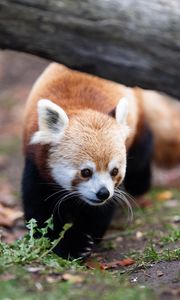Preview wallpaper red panda, animal, wildlife, grass