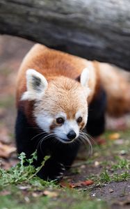 Preview wallpaper red panda, animal, wildlife, grass