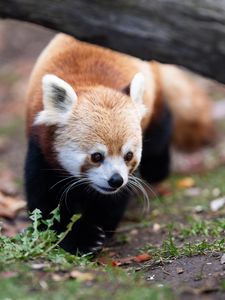 Preview wallpaper red panda, animal, wildlife, grass