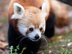 Preview wallpaper red panda, animal, wildlife, grass