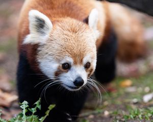 Preview wallpaper red panda, animal, wildlife, grass