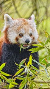 Preview wallpaper red panda, animal, wildlife, leaves