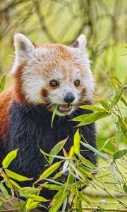 Preview wallpaper red panda, animal, wildlife, leaves