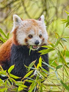 Preview wallpaper red panda, animal, wildlife, leaves