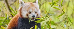 Preview wallpaper red panda, animal, wildlife, leaves