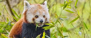 Preview wallpaper red panda, animal, wildlife, leaves