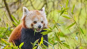 Preview wallpaper red panda, animal, wildlife, leaves