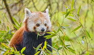 Preview wallpaper red panda, animal, wildlife, leaves