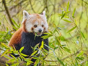 Preview wallpaper red panda, animal, wildlife, leaves