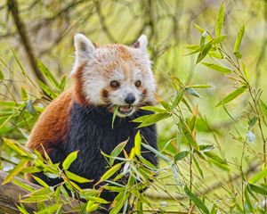 Preview wallpaper red panda, animal, wildlife, leaves