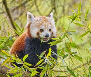 Preview wallpaper red panda, animal, wildlife, leaves