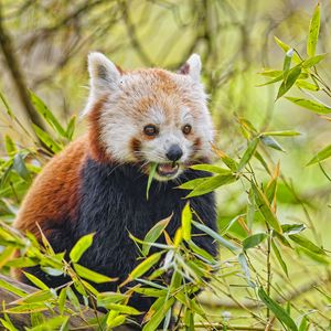 Preview wallpaper red panda, animal, wildlife, leaves