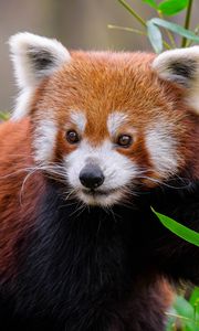 Preview wallpaper red panda, animal, wildlife, cute, furry