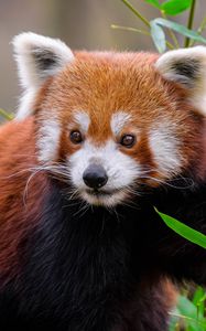 Preview wallpaper red panda, animal, wildlife, cute, furry