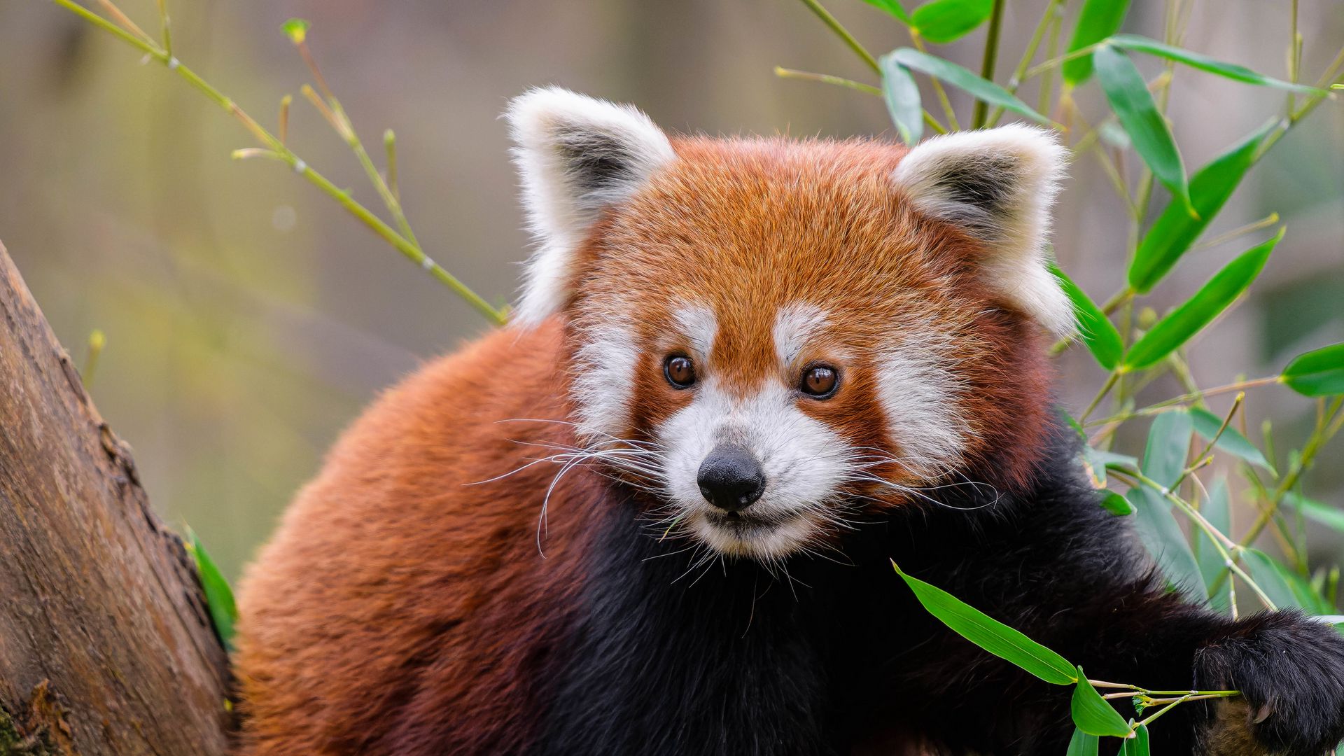 Download wallpaper 1920x1080 red panda, animal, wildlife, cute, furry full  hd, hdtv, fhd, 1080p hd background