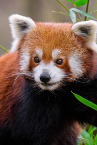 Preview wallpaper red panda, animal, wildlife, cute, furry