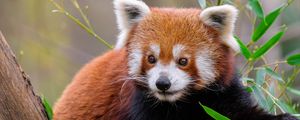 Preview wallpaper red panda, animal, wildlife, cute, furry