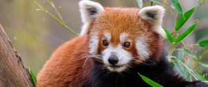 Preview wallpaper red panda, animal, wildlife, cute, furry