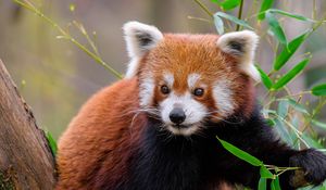 Preview wallpaper red panda, animal, wildlife, cute, furry