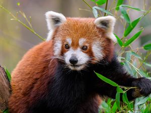 Preview wallpaper red panda, animal, wildlife, cute, furry