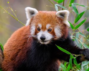 Preview wallpaper red panda, animal, wildlife, cute, furry