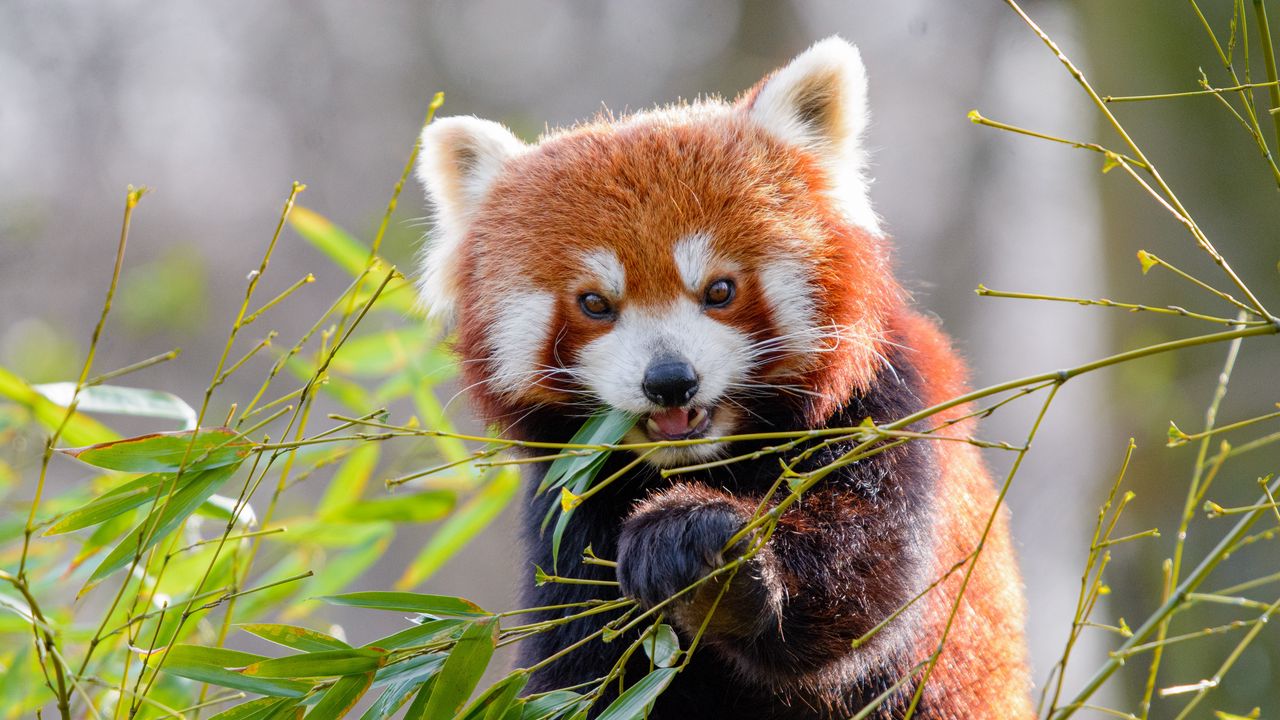 Wallpaper red panda, bamboo, animal