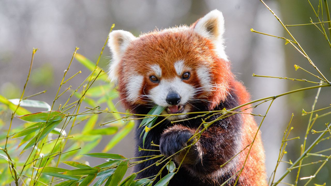 Wallpaper red panda, bamboo, animal hd, picture, image