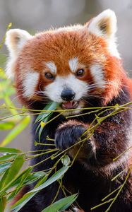 Preview wallpaper red panda, bamboo, animal