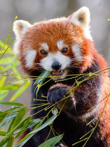 Preview wallpaper red panda, bamboo, animal