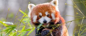 Preview wallpaper red panda, bamboo, animal