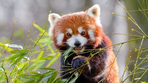 Preview wallpaper red panda, bamboo, animal