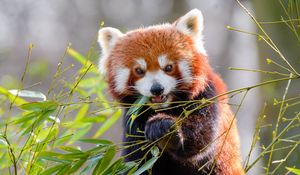 Preview wallpaper red panda, bamboo, animal