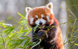 Preview wallpaper red panda, bamboo, animal