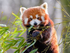 Preview wallpaper red panda, bamboo, animal