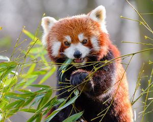 Preview wallpaper red panda, bamboo, animal