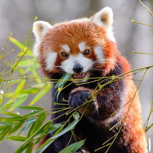 Preview wallpaper red panda, bamboo, animal