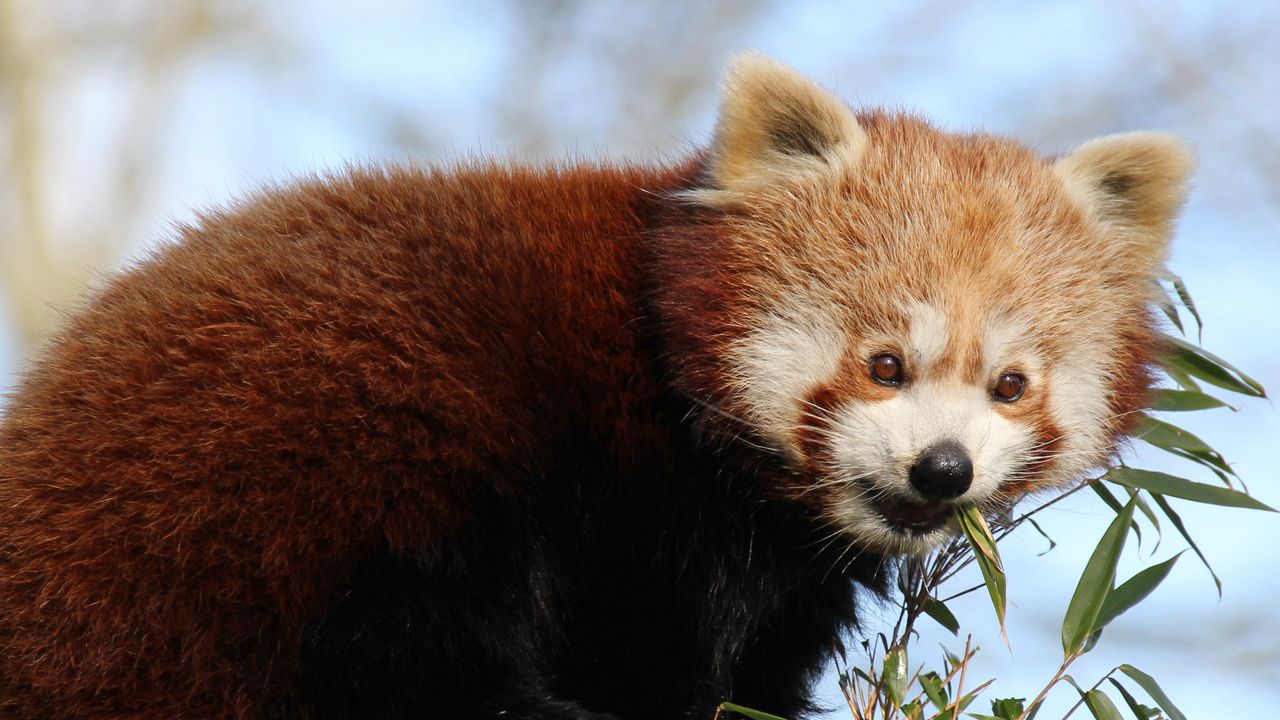 Wallpaper red panda, bamboo, animal, cute