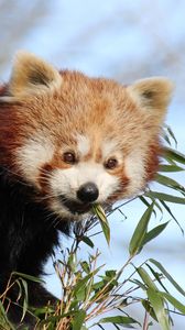 Preview wallpaper red panda, bamboo, animal, cute