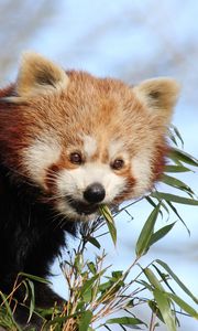 Preview wallpaper red panda, bamboo, animal, cute