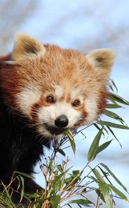 Preview wallpaper red panda, bamboo, animal, cute